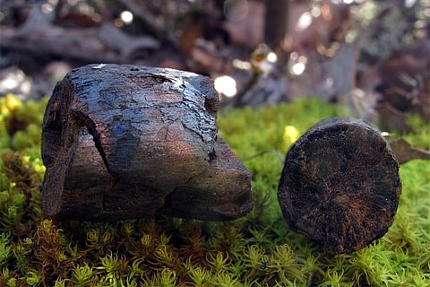 फोटो साभार : विकिमीडिया कॉमन्स, जासिल्लोच