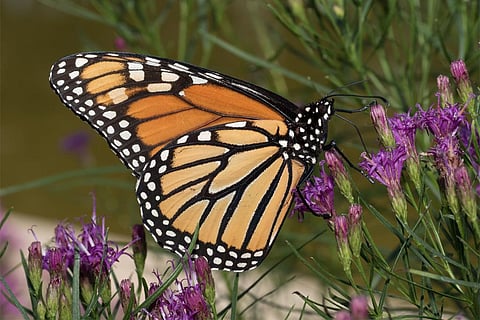 फोटो साभार: विकिमीडिया कॉमन्स,रोडोडेंड्राइट्स