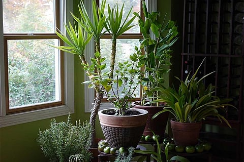 फोटो साभार: विकिमीडिया कॉमन्स, एफ डी रिचर्ड्स