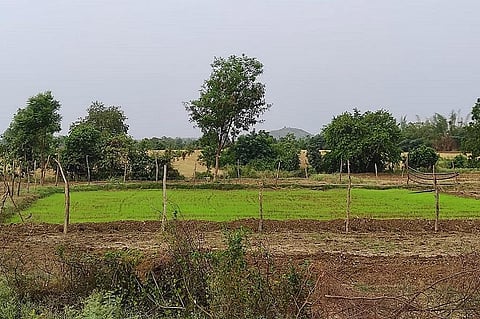मध्य प्रदेश में धान की नर्सरी तैयार करने के बाद किसान बारिश का इंतजार कर रहे हैं। फोटो: राकेश कुमार मालवीय