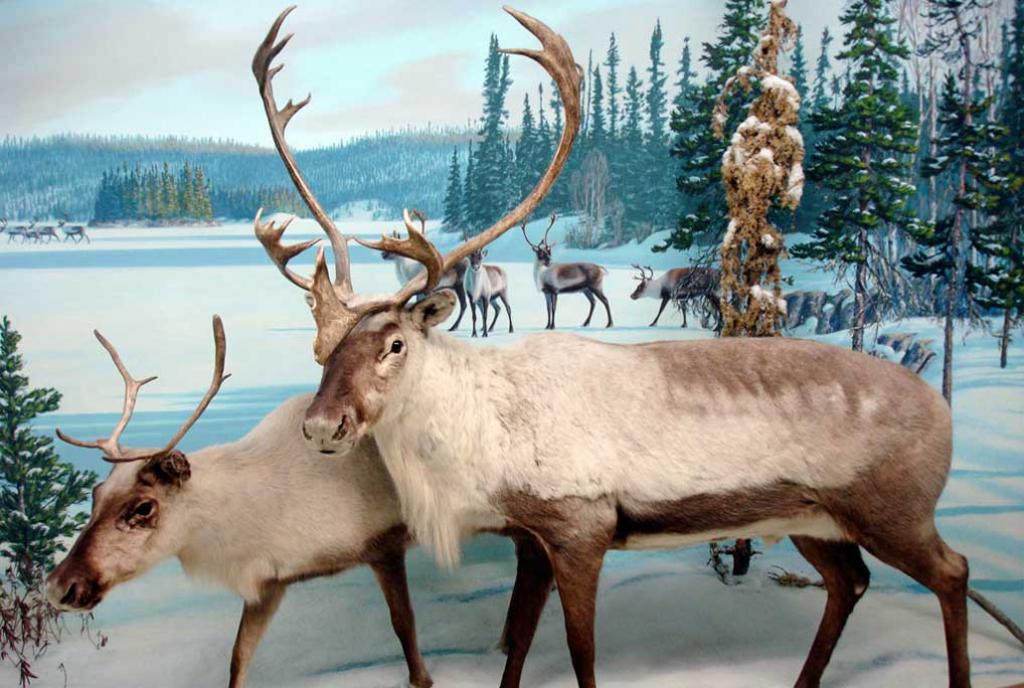 फोटो साभार: विकिमीडिया कॉमन्स, डेरिल मिशेल