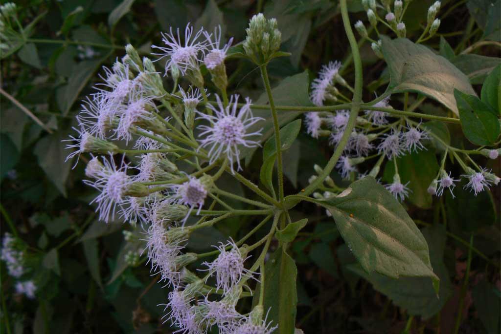 फोटो साभार: विकिमीडिया कॉमन्स, क्रोमोलाएना ओडोरेटा या सियाम खरपतवार, दिनेश वाल्के