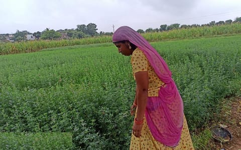 राजस्थान के ब्यावर जिला के गांव बर में खेत लहलहा रहे हैं, क्योंकि इस बार बहुत ज्यादा बारिश ने पानी की कमी को दूर कर दिया। फोटो: अनिल अश्विनी शर्मा