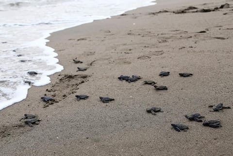 अंडों से निकलने के बाद समुद्र की ओर बढ़ते समुद्री कछुओं के बच्चे; फोटो: आईस्टॉक