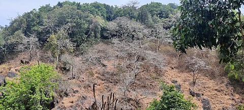 Decreasing rainfall, especially in the pre-monsoon season, has created many dry patches along the road from Kadra to Kumbarwada in Anshi Forest, Uttara Kannada, Karnataka. Photo: Akshit Sangomla