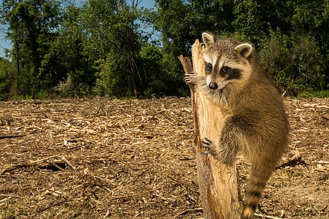 फोटो साभार :आई-स्टॉक