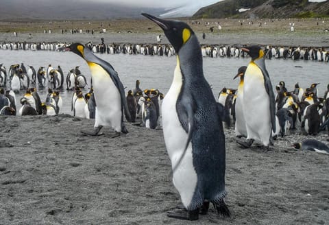 A colony of King Penguins in St Andrews Bay, South Georgia Islands, Antarctica. Photo: iStock