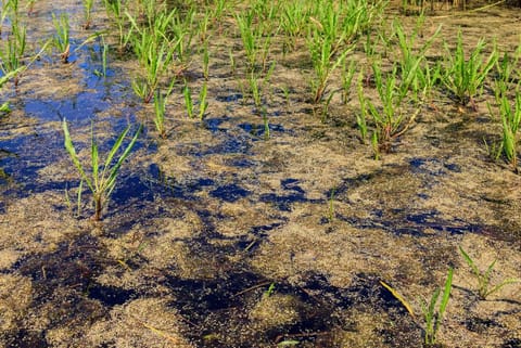 वेटलैंड से 2002 के बाद से मीथेन उत्सर्जन में नो फीसदी की वृद्धि हुई, फोटो साभार : आईसटॉक