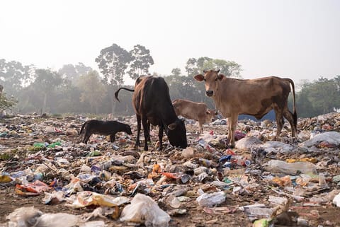 भारत में बढ़ता प्लास्टिक कचरा एक बड़ी समस्या बन चुका हो जो पर्यावरण के साथ-साथ, स्वास्थ्य को भी बुरी तरह प्रभावित कर रहा है; फोटो: आईस्टॉक