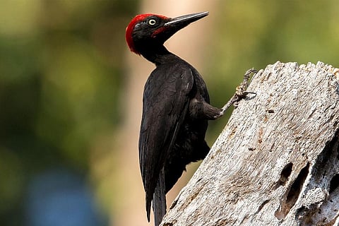 अंडमान वुडपेकर; फोटो: डेविड इरविंग/ मैकाले लाइब्रेरी