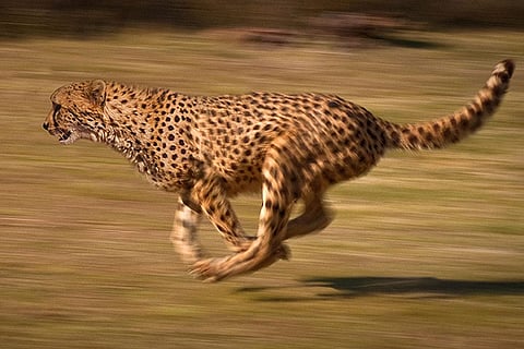 फोटो साभार: विकिमीडिया कॉमन्स