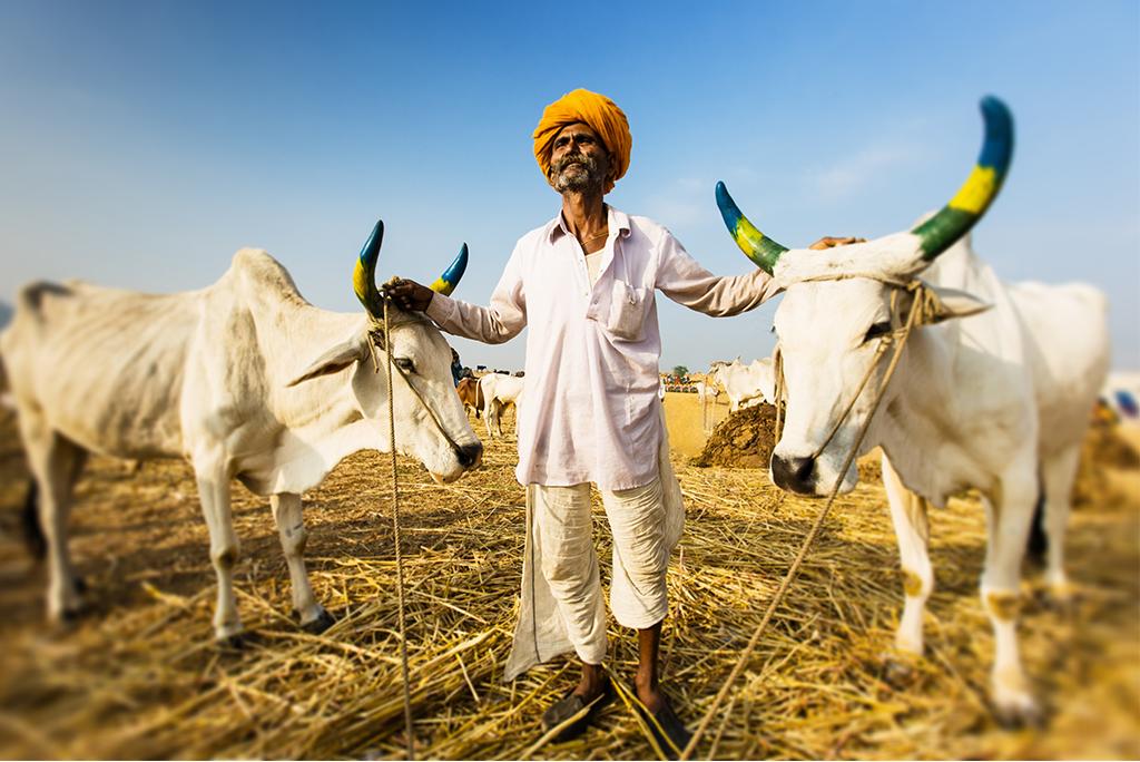 वैश्विक स्तर पर बढ़ता तापमान न केवल हम इंसानों के लिए बल्कि मवेशियों के लिए भी संकट पैदा कर रहा है; फोटो: आईस्टॉक