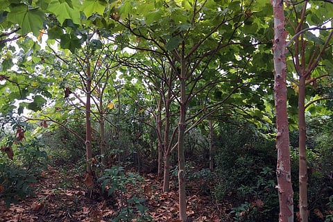 दिल्ली विकास प्राधिकरण के अरावली बायोडाइवर्सिटी पार्क में पुनर्नस्थपित किया गया कुल्लु प्रभत्व वन: फोटो डॉ. फैयाज ए. खुदसर