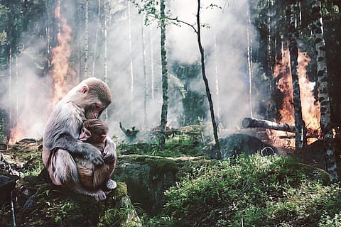 कहीं न कहीं मनुष्य इन जंगलों को गंवा कर स्वयं ही अपने विनाश की पटकथा लिख रहा है। फोटो: पिक्साबे