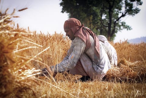 भीषण गर्मी में अपनी तैयार पैदावार को संजोते किसान; फोटो: आईस्टॉक