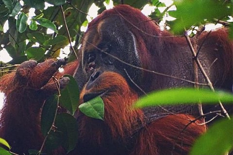 अपने चेहरे के घाव पर पत्तियों को चबाकर लगाता ऑरंगुटान 'राकुस'; फोटो: सैदी अगम/ सुआक प्रोजेक्ट