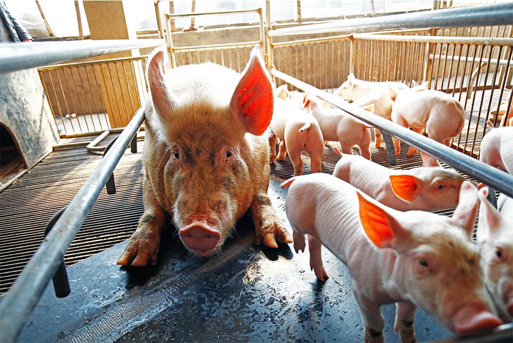 साल्मोनेला आमतौर पर खाद्य श्रृंखला के माध्यम से फैलता है। सूअर का मांस (पोर्क) इसके संक्रमण का एक प्रमुख स्रोत है; फोटो: आईस्टॉक