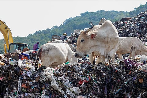 प्लास्टिक कचरे के पहाड़ पर खाना ढूंढती गाएं; प्रतीकात्मक तस्वीर: आईस्टॉक