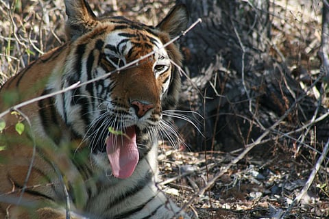 उत्तराखंड हाईकोर्ट ने राज्य सरकार से तलब की बाघ और संबंधित प्रजातियों के संरक्षण की ताजा जानकारी