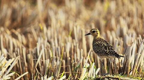 പക്ഷി നിരീക്ഷണ ടൂറിസത്തിന് സുന്ദർബൻ വലിയ വാഗ്ദാനങ്ങൾ നൽകുന്നു; എന്നിട്ടും ഈ സാധ്യത വലിയ തോതിൽ പര്യവേക്ഷണം ചെയ്യപ്പെടാതെ തുടരുന്നു