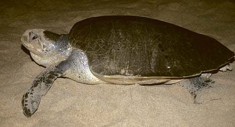 ഇന്ത്യൻ ടൂറിസത്തെ ലോകോത്തര നിലവാരത്തിലാക്കാനുള്ള നടപടികളുമായി 2026 ലെ കേന്ദ്ര ബജറ്റ്