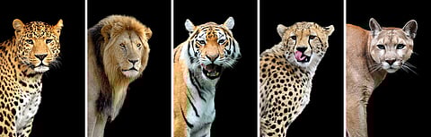 കേന്ദ്ര ബജറ്റ് 2026: വലിയ പൂച്ചകളെക്കുറിച്ച് ഇന്ത്യ ഈ വർഷം അന്താരാഷ്ട്ര ഉച്ചകോടി സംഘടിപ്പിക്കുമെന്ന് ധനമന്ത്രി അറിയിച്ചു