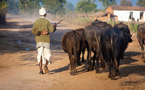 2026-27 ലെ കേന്ദ്ര ബജറ്റ് കന്നുകാലികൾക്കും മത്സ്യബന്ധനത്തിനും ഉത്തേജനം നൽകുന്നു