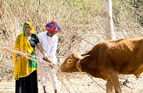 ഇന്ത്യ-യുഎസ് വ്യാപാര കരാർ പ്രകാരം ഇന്ത്യ കാർഷിക ഇറക്കുമതി 'ക്രമാനുഗതമായി' തുറന്നു