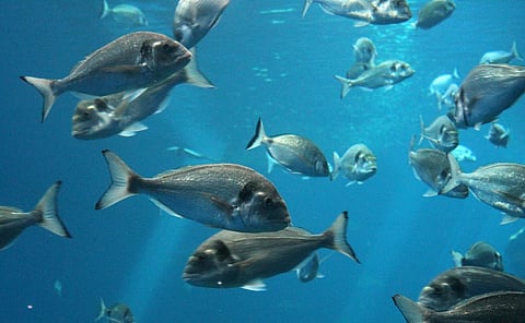 താപനില ഉയർന്നിട്ടും പ്രകൃതിയുടെ തിരിച്ചുവരവ് മന്ദഗതിയിലെന്ന് പഠനം