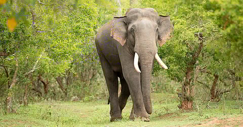 റിവാൾഡോയ്ക്ക് ശേഷം: ഒരു കൊമ്പന്റെ വിയോഗം നീലഗിരിയുടെ ഭാവിയെക്കുറിച്ച് നൽകുന്ന സൂചനകൾ