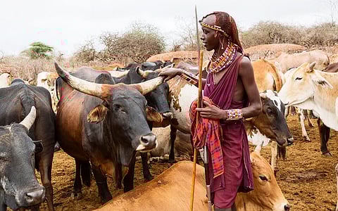 നിർണായക ആൻറിബയോട്ടിക്കിനോടുള്ള വർദ്ധിച്ചുവരുന്ന പ്രതിരോധം ആഫ്രിക്കയിലുടനീളം ആശങ്ക ഉയർത്തുന്നുവെന്ന് പഠനം കണ്ടെത്തി