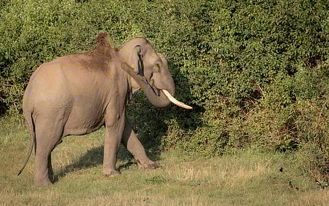 കൂട്ടിലടയ്ക്കലോ സഹവർത്തിത്വമോ? മുട്ടിക്കൊമ്പനും കേരളത്തിലെ ആനകളുടെ ഭാവിയും