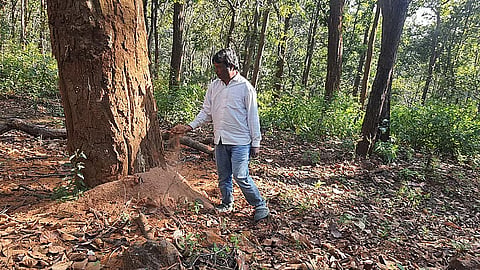 ഡിണ്ടോറിയിലും അമർകണ്ടകത്തിലും സാൽ തണ്ടുതുളപ്പൻ ബാധിച്ച മരങ്ങൾ വെട്ടാൻ വനംവകുപ്പ് അനുമതി തേടി; ഒക്ടോബറിൽ വെട്ടിമാറ്റൽ തുടങ്ങും.