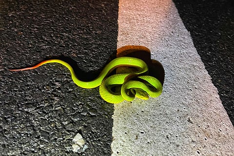 सालाजार पिट वाइपर (ट्राइमेरेसुरस लेसपेड) काजीरंगा की एक नई खोजी गई प्रजाति है जिसका शरीर चमकीला हरा है और सिर पर लाल-नारंगी धारियां हैं।