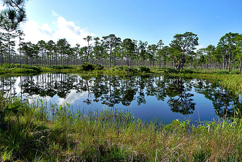 भूजल पर निर्भर 21 फीसदी पारिस्थितिकी तंत्र किसी न किसी स्तर पर संरक्षित हैं, बहुत कम पारिस्थितिकी तंत्र प्रभावी रूप से संरक्षित हैं जहां कानून मौजूद हैं।