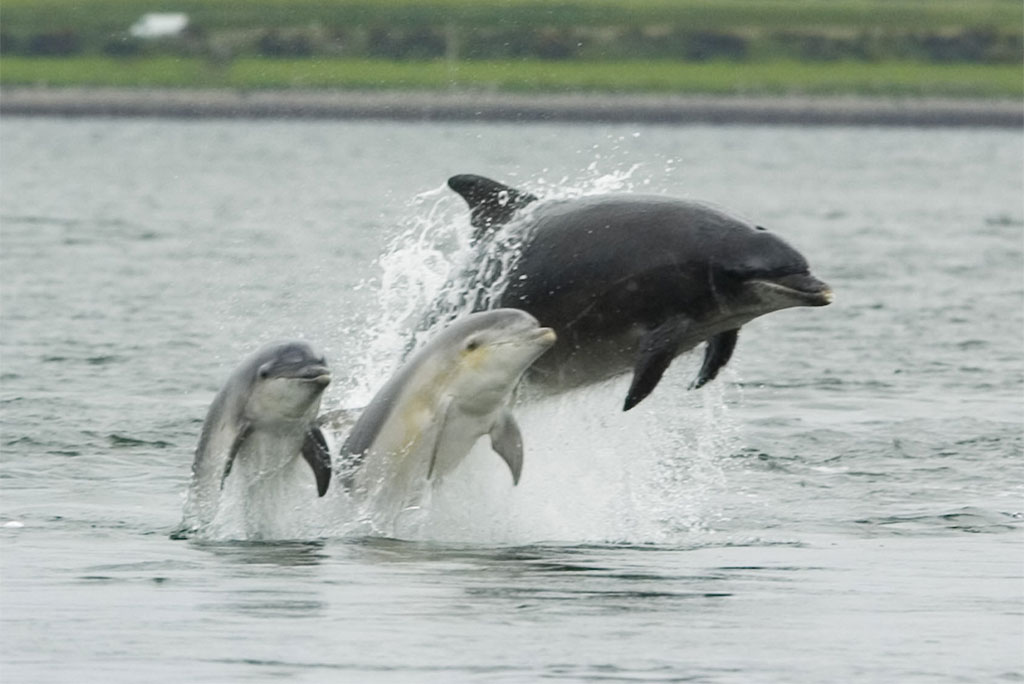 बॉटलनोज डॉल्फिन, विश्व डॉल्फिन दिवस का उद्देश्य इन शानदार समुद्री जीवों की दुर्दशा के बारे में जागरूकता बढ़ाना है