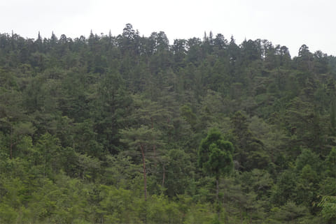 शोधकर्ताओं ने पेड़ों की 1,127 प्रजातियों से 32 लाख मापों का विश्लेषण किया। साथ ही उन्होंने 1.3 से 3,195 साल पुराने पेड़ों की जीवन प्रत्याशा का मानचित्रण भी किया।