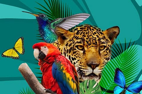 देशों से अपेक्षा की जाती है कि वे 21 अक्टूबर से एक नवंबर तक चलने वाले कैली शिखर सम्मेलन की शुरुआत तक उन राष्ट्रीय जैव विविधता योजनाओं को सामने लाएं जिन्हें राष्ट्रीय जैव विविधता रणनीतियां और कार्य योजनाएं (एनबीएसएपी) के रूप में जाना जाता है।