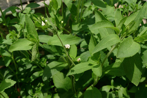 कैंडी लीफ से मीठा पौधों की एक प्राकृतिक चयनात्मक प्रजनन प्रक्रिया द्वारा हासिल की जाती है। पौधों से निकाला गया रस चीनी से 300 गुना अधिक मीठा होता है।