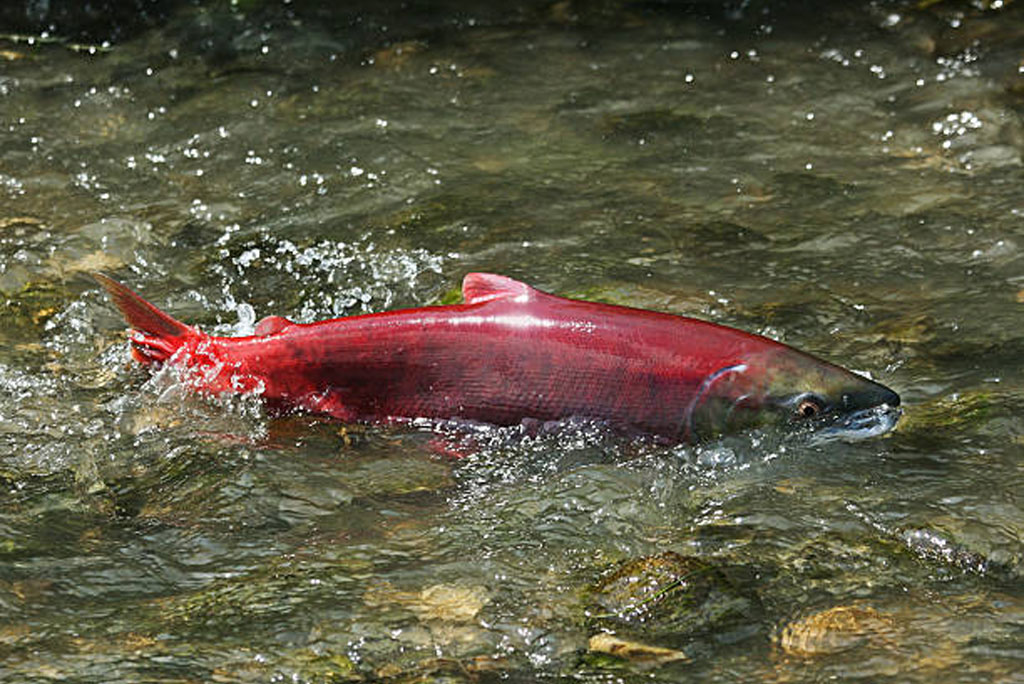 संरक्षण के अहम सवालों से निपटने वाले काम, जैसे कि संकटग्रस्त और लुप्तप्राय मछलियों के लिए अंडे देने वाले आवासों को कैसे बेहतर बना सकते हैं, यह मुख्य उद्देश्य है।