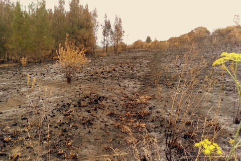 सूखे के कारण वनस्पति का काफी नुकसान हुआ, जिससे भूमि पारिस्थितिकी तंत्र की कार्बन डाइऑक्साइड को अवशोषित करने की क्षमता कमजोर हो गई।