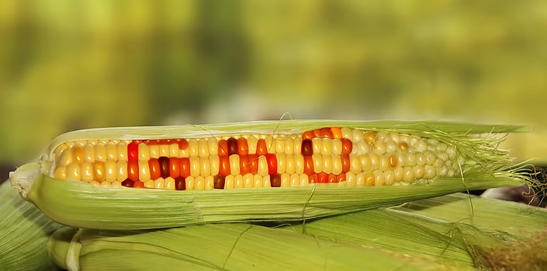 प्रतीकात्मक फोटो Peter_Polkorab via iStock