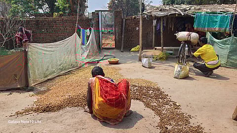 गरियाबंद जिले बोईरगांव निवासी गुलेश्वर ध्रुव महुआ के संग्रहण में व्यस्त हैं। सभी फोटो : भागीरथ/सीएसई