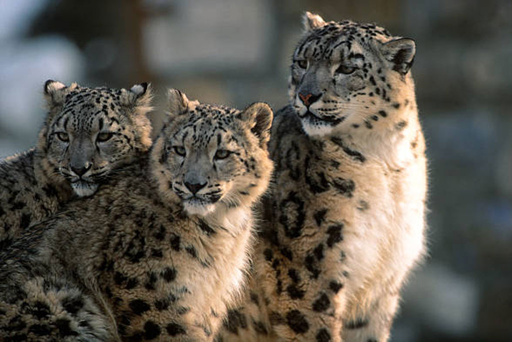 लद्दाख में हिम तेंदुओं का काफी फैलाव और अधिक आबादी के घनत्व कई कारणों से है, जिसमें प्रचुर मात्रा में शिकार, बीहड़ और दूरस्थ परिदृश्य तथा लोगों की कम जनसंख्या घनत्व होना इसमें शामिल है।