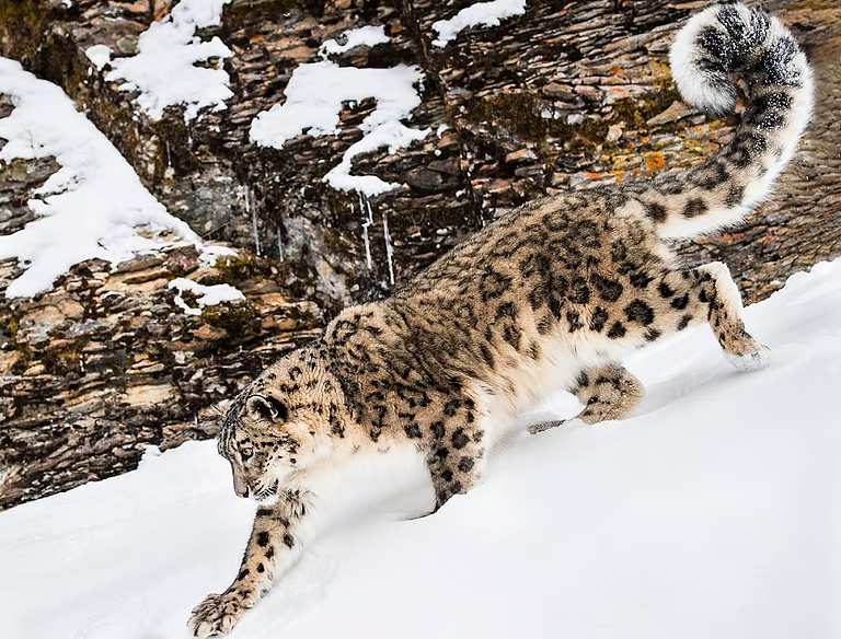 A snow leopardCarol Gray via iStock