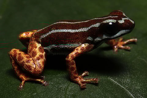 जहरीले मेंढक (डेंड्रोबेटिडे) ने हमेशा अपने चमकीले एपोसेमेटिक रंग पैटर्न, विषैली त्वचा एल्कलॉइड और जटिल व्यवहार के साथ लोगों का ध्यान आकर्षित किया है।