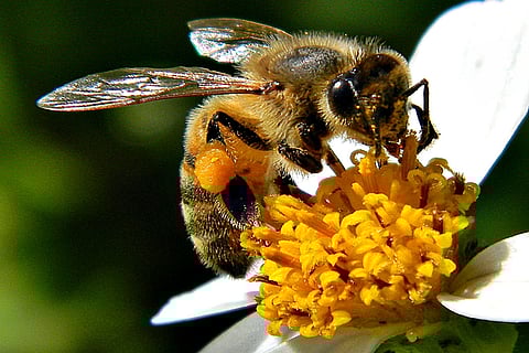 लेकिन सबसे बड़ी चिंता के बात यह है कि मधुमक्खियां खतरे में हैं, मानवजनित प्रभावों के कारण प्रजातियों के विलुप्त होने की दर सामान्य से 100 से 1,000 गुना अधिक है।