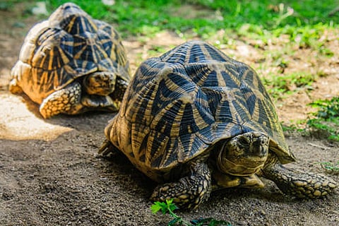 दुनिया भर में गंभीर रूप से लुप्तप्राय हॉक्सबिल कछुए की आबादी का लगभग 83,000 थी जिनमें से केवल 57,000 रह गए हैं।