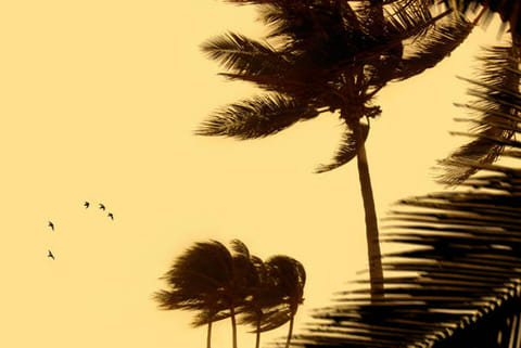 60 तूफान के खतरे वाली प्रजातियां हैं जो केवल एक द्वीप पर एक ही स्थान पर रहती हैं, इनमें से हर एक के लिए अगला खतरनाक उष्णकटिबंधीय चक्रवात उनका आखिरी हो सकता है।