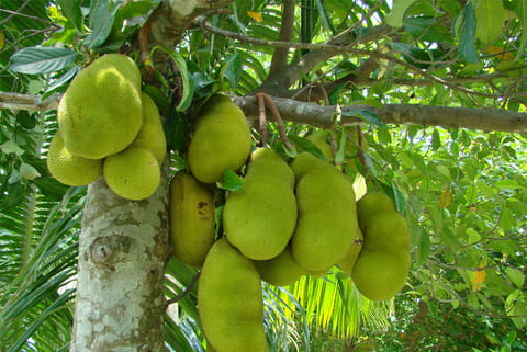 पर्यावरणीय फायदों की बात करें तो कटहल के बाग कार्बन को अलग कर सकते हैं, मिट्टी का संरक्षण कर सकते हैं और कटाव को नियंत्रित कर सकते हैं।